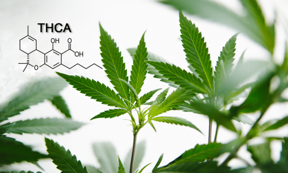 Understanding The Benefits of THCA, a Cannabinoid You May Not Know
