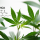 Understanding The Benefits of THCA, a Cannabinoid You May Not Know