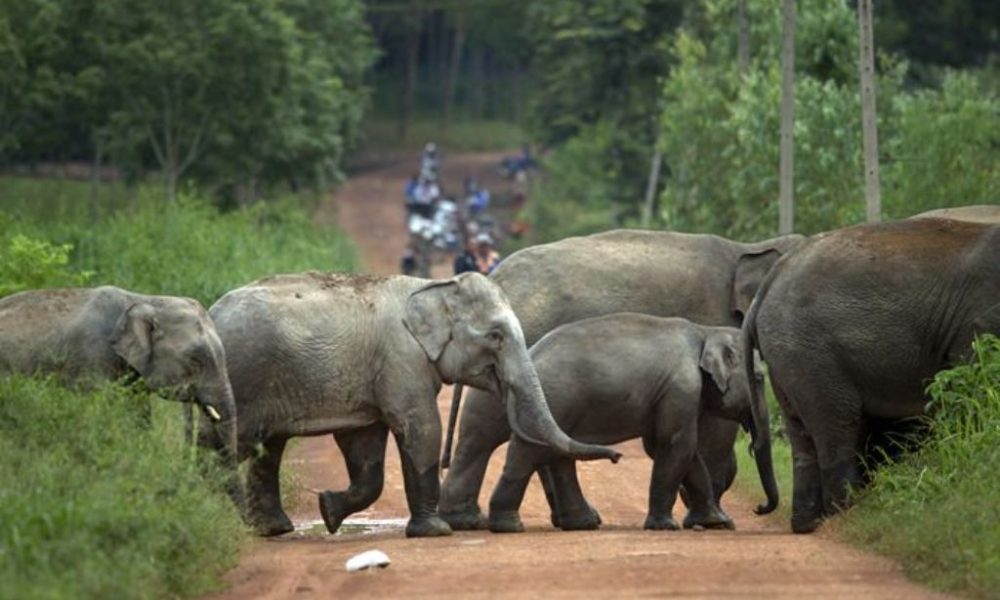Villagers Beg for Help After Farms Pillaged by Wild Elephants