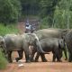 Villagers Beg for Help After Farms Pillaged by Wild Elephants