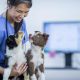 Taking Care of Your Dog