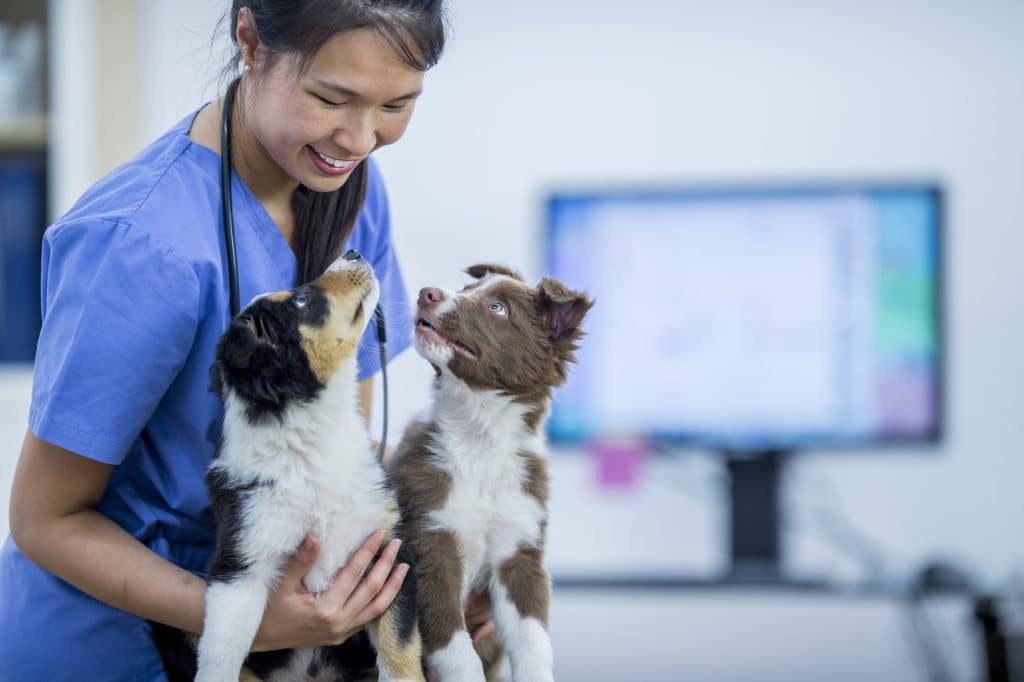 Taking Care of Your Dog