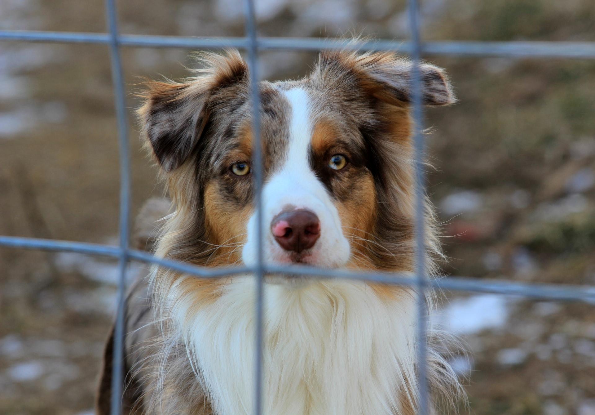 Adopting a Dog From Thailand: The Bond Between a Rescued Pup and their Human