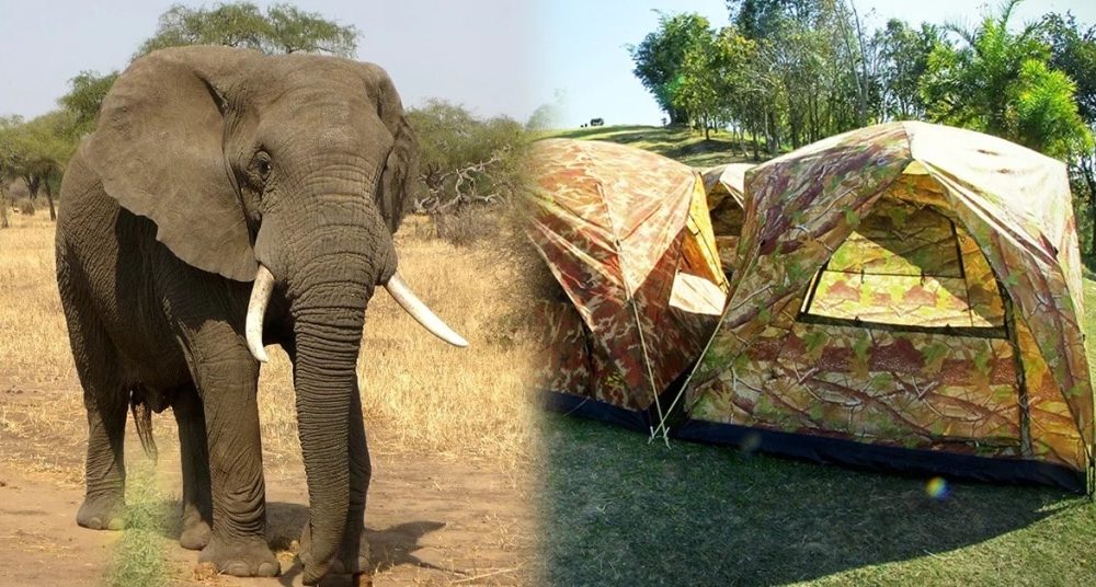 Wild Elephant Stomps Camper to Death in Khao Yai National Park