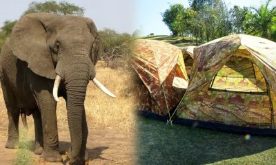 Wild Elephant Stomps Camper to Death in Khao Yai National Park