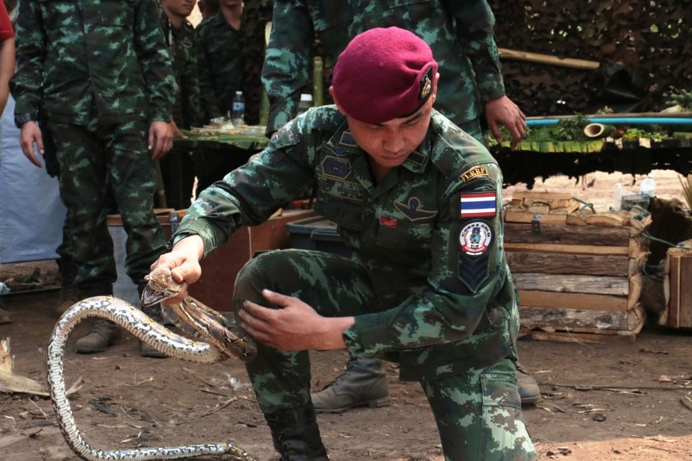 animal, Marines, Cobra Gold, Thailand, snakes