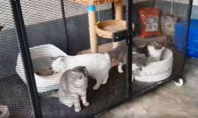 Pedigree Cats Worth Thousands Seized by Thai Police in Drug Raid