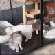 Pedigree Cats Worth Thousands Seized by Thai Police in Drug Raid