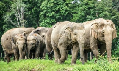 How Will Elephants in Thailand Be Treated Once Tourists Return