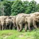 How Will Elephants in Thailand Be Treated Once Tourists Return