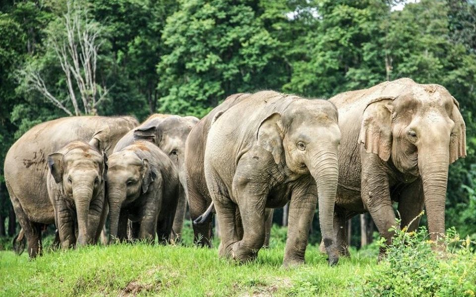 How Will Elephants in Thailand Be Treated Once Tourists Return