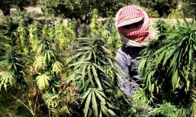 Farmers in Thailand Warned Over Hemp Cultivation Scams