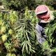 Farmers in Thailand Warned Over Hemp Cultivation Scams