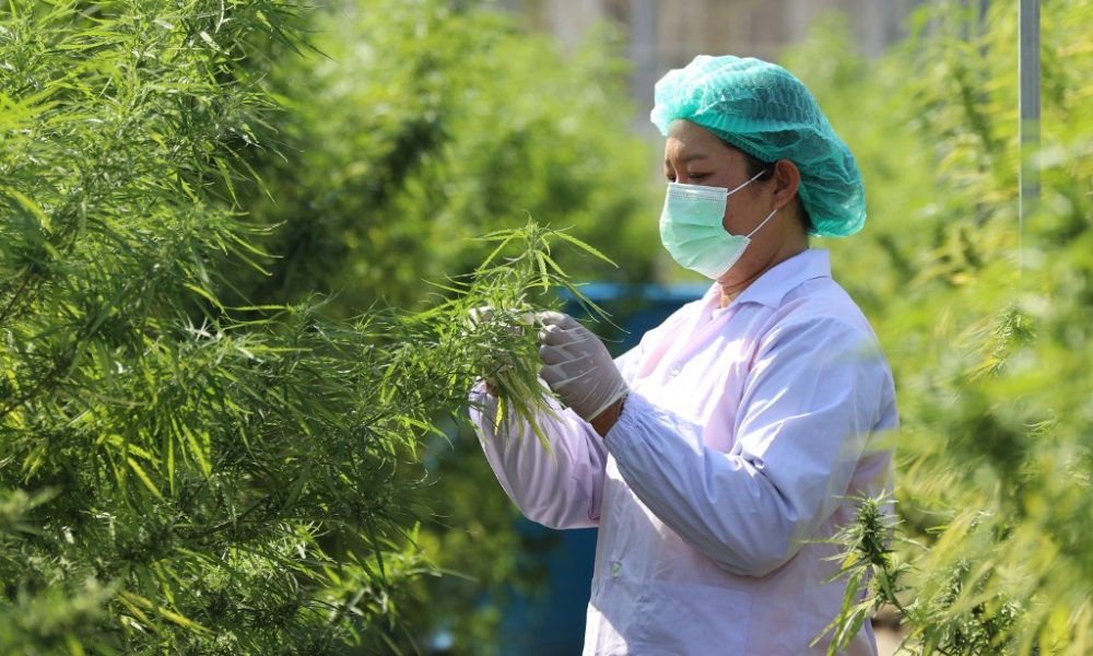 Multipurpose Cannabis Could Light Up Thailand's Economic Engine