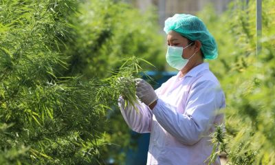 Multipurpose Cannabis Could Light Up Thailand's Economic Engine
