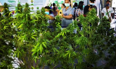 cannabis,Thailand,360 Cannabis & Hemp Expo,