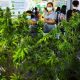 cannabis,Thailand,360 Cannabis & Hemp Expo,