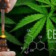 How CBD Oil May Be Able to Aid Pain Management