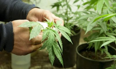 Its Now Legal to Grow Six Pots of Cannabis in Thailand