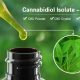 CBD Oil in Thailand