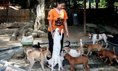 Soi Dog Foundation Warns Global Animal Health is Being Overlooked