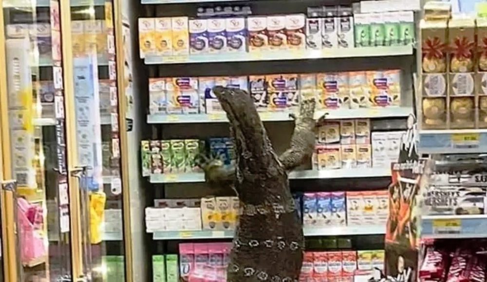 VIDEO: Giant Monitor Lizard Invades 7-Eleven Store in Central Thailand