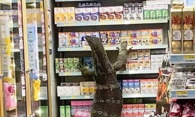 VIDEO: Giant Monitor Lizard Invades 7-Eleven Store in Central Thailand
