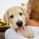 the best brands for pet insurance of 2021.