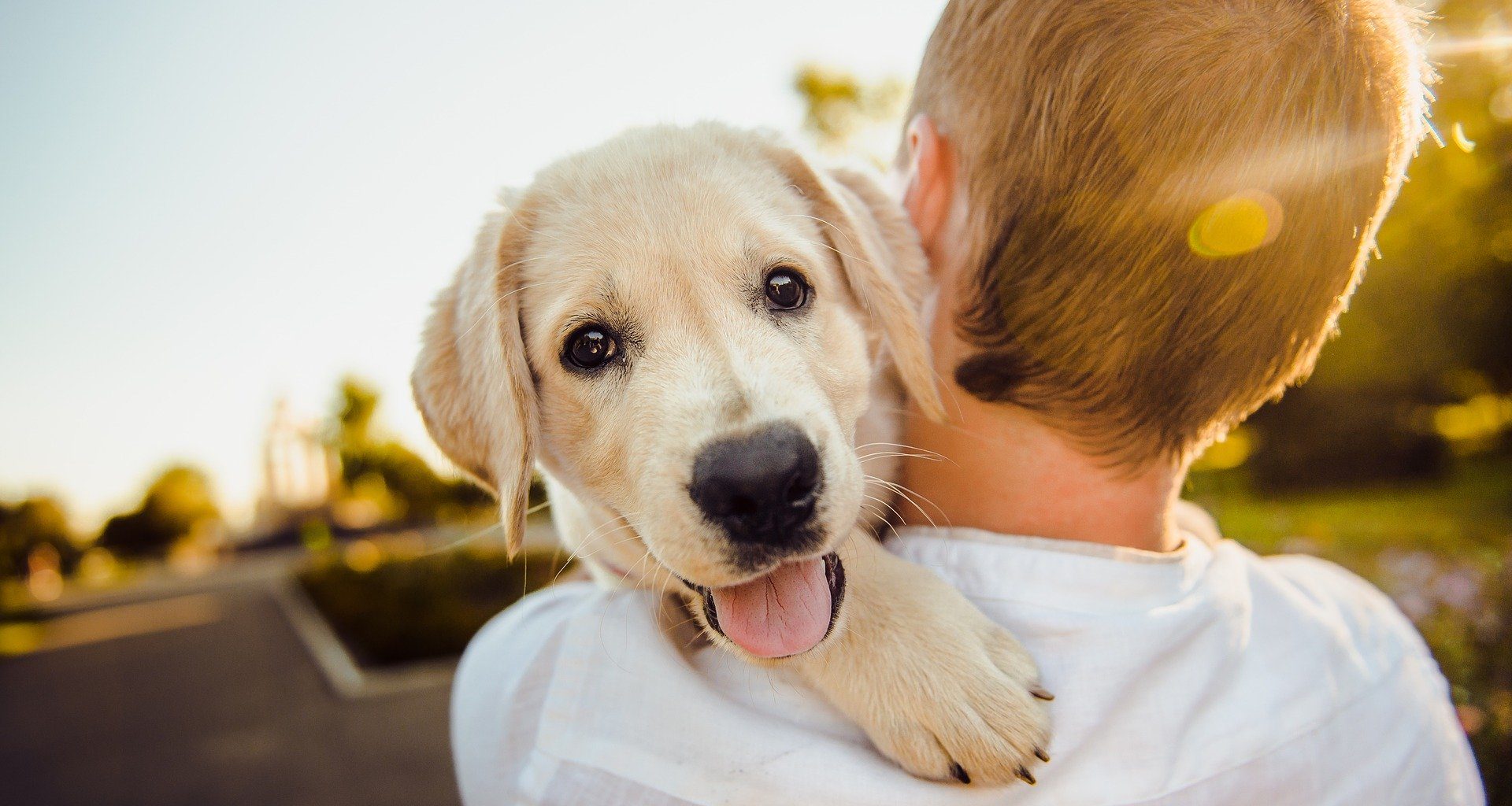 the best brands for pet insurance of 2021.