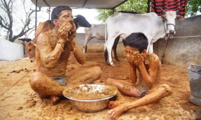 Indian Doctors Warn Over Using Cow Dung as Covid-19 Cure