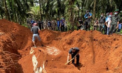 ,Krabi, Rubber, Plantation