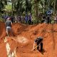 ,Krabi, Rubber, Plantation