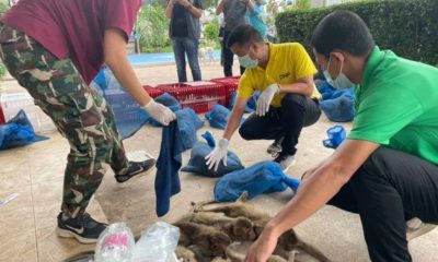 88 Macaque Monkey's Destined for Dinner Tables in China Saved