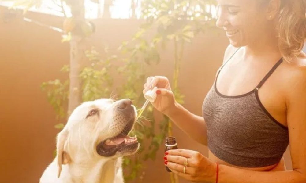 The Advantages of CBD Oil: Learn About Your Pets and CBD