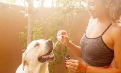The Advantages of CBD Oil: Learn About Your Pets and CBD