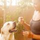 The Advantages of CBD Oil: Learn About Your Pets and CBD