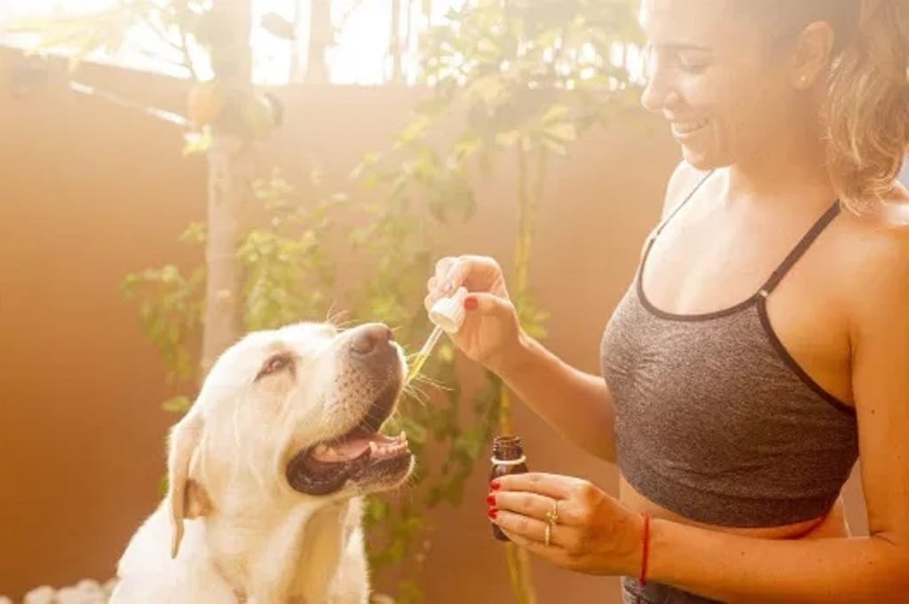 The Advantages of CBD Oil: Learn About Your Pets and CBD