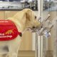 Bangkok Uses Labrador Retrievers as Sniffer-Dogs for Covid-19
