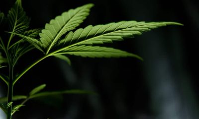 The Best Cannabis Gifts for Tech Enthusiasts