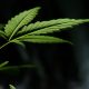 The Best Cannabis Gifts for Tech Enthusiasts