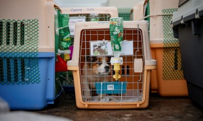 Rabies,Soi Dog Foundation Calls on US CDC to Revise Dog Import Ban