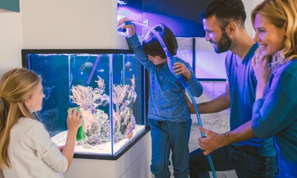 6 Proven Tips on How to Set Up the Perfect Fish Tank