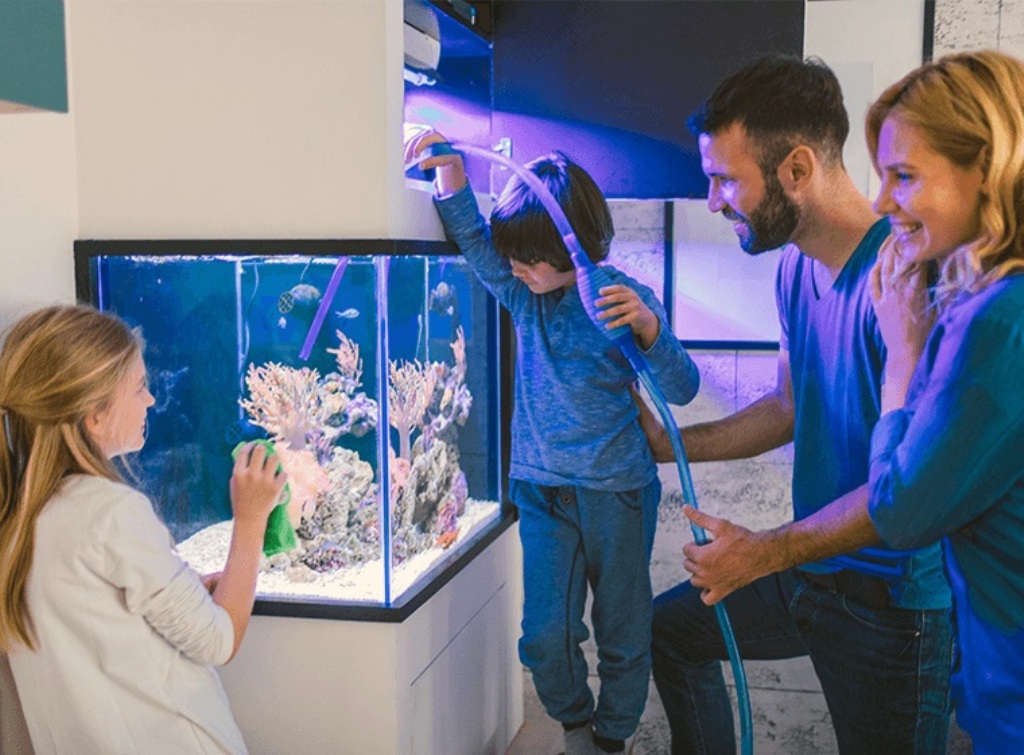 6 Proven Tips on How to Set Up the Perfect Fish Tank
