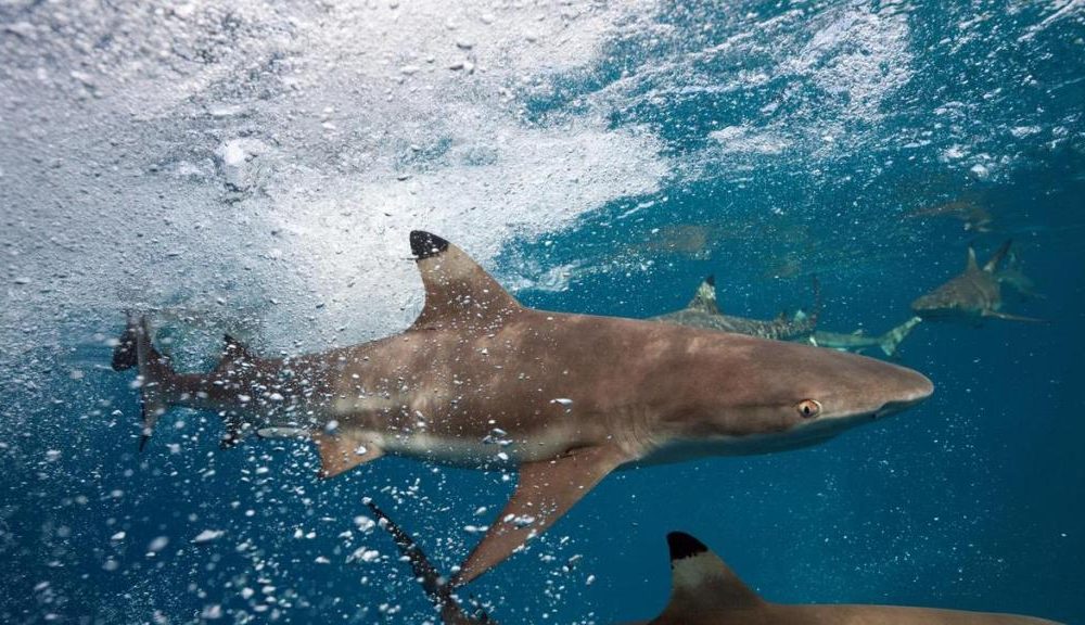 resources, Blacktip Reef Sharks to Get Protected Status after TikTok Shooting Video