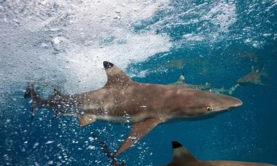 resources, Blacktip Reef Sharks to Get Protected Status after TikTok Shooting Video