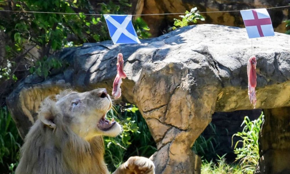 football, Five Year-old Psychic Lion in Thailand Predicts Euro 2020 Matches