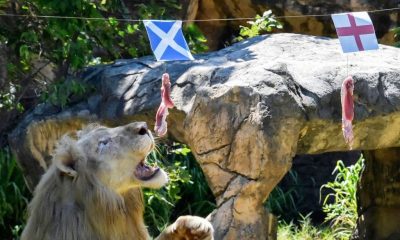football, Five Year-old Psychic Lion in Thailand Predicts Euro 2020 Matches