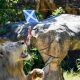 football, Five Year-old Psychic Lion in Thailand Predicts Euro 2020 Matches