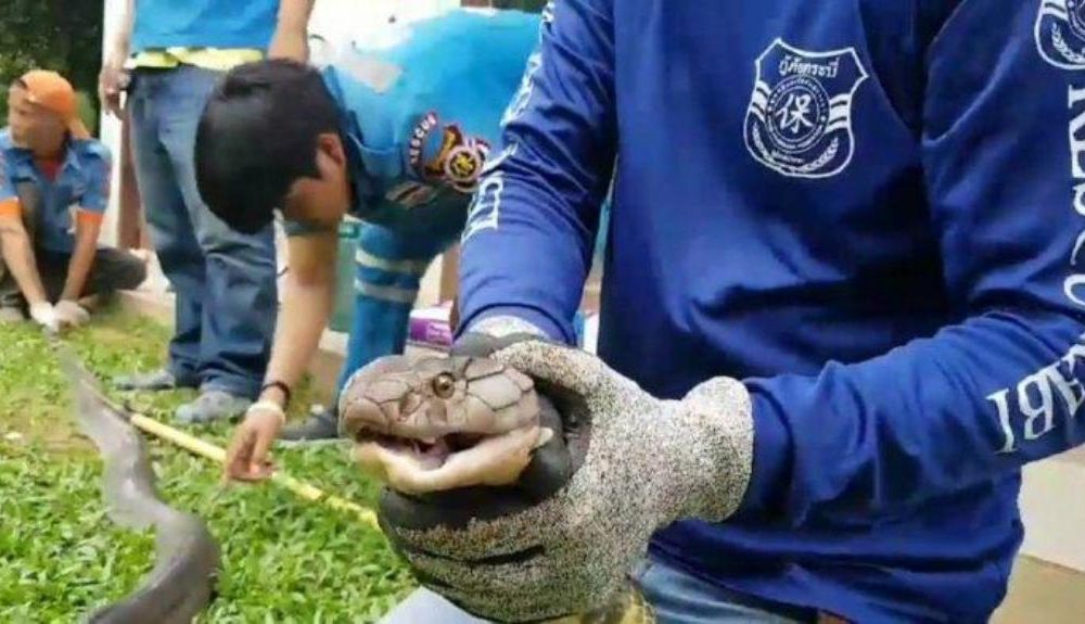Snake Hunter Bitten While Capturing Four Meter Long King Cobra