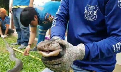 Snake Hunter Bitten While Capturing Four Meter Long King Cobra